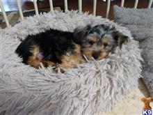 yorkshire terrier puppy posted by Maria Lou